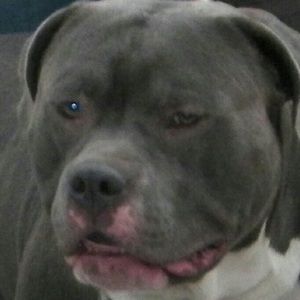 Meet your Posher, Jake